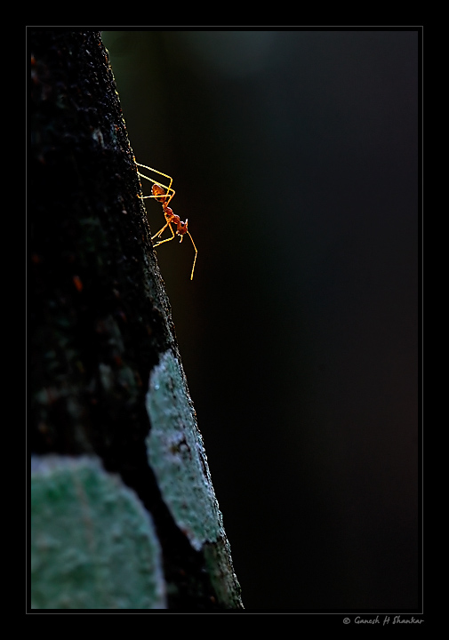 Red Ant - Backlit | Fine Art | Creative & Artistic Nature Photography | Copyright © 1993-2017 Ganesh H. Shankar