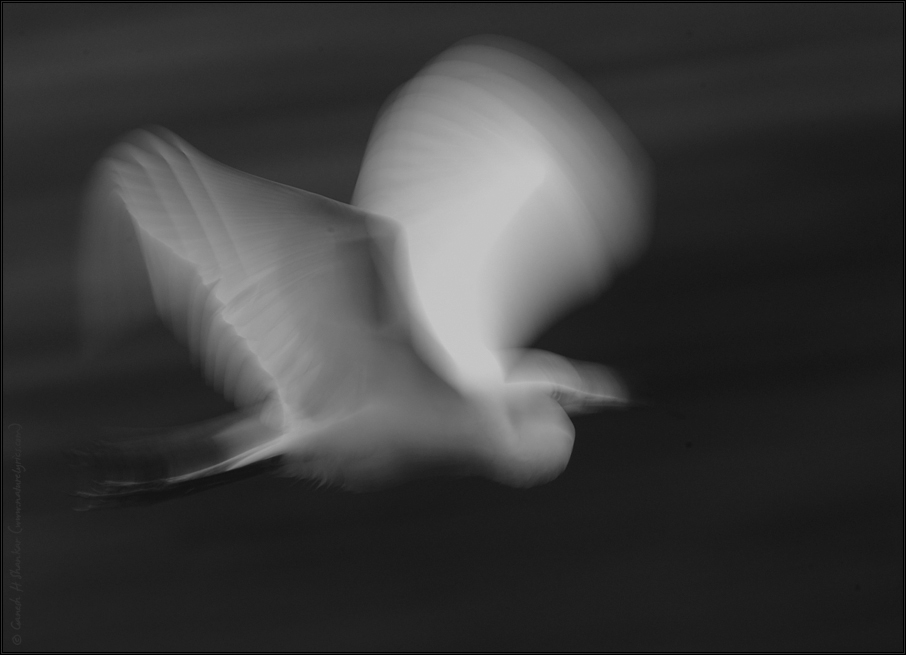 Egret in Flight | Fine Art | Creative & Artistic Nature Photography | Copyright © 1993-2017 Ganesh H. Shankar