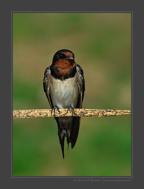 Barn Swallow | Fine Art | Creative & Artistic Nature Photography | Copyright © 1993-2017 Ganesh H. Shankar