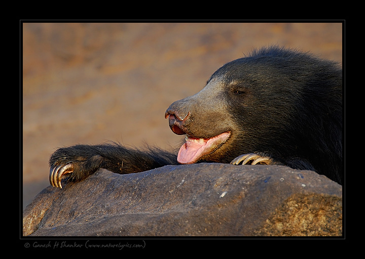 Sloth Bear - Nails | Fine Art | Creative & Artistic Nature Photography | Copyright © 1993-2017 Ganesh H. Shankar
