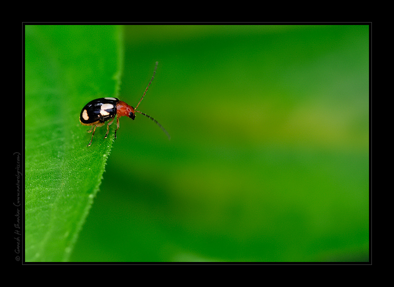 Beetle | Fine Art | Creative & Artistic Nature Photography | Copyright © 1993-2017 Ganesh H. Shankar