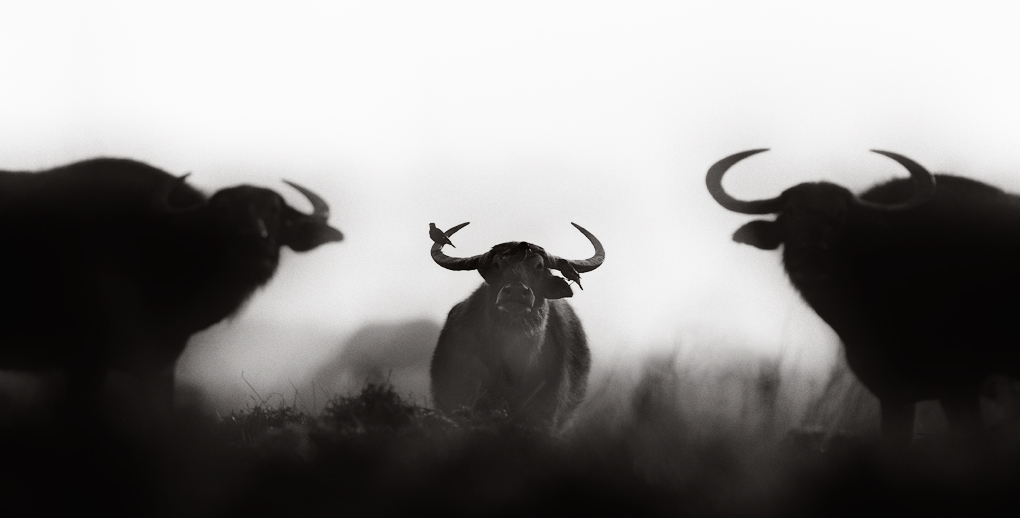 Asiatic Wild Buffaloes - Kaziranga | Fine Art | Creative & Artistic Nature Photography | Copyright © 1993-2017 Ganesh H. Shankar