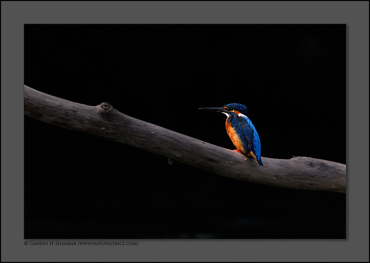 Common Kingfisher | Fine Art | Creative & Artistic Nature Photography | Copyright © 1993-2017 Ganesh H. Shankar