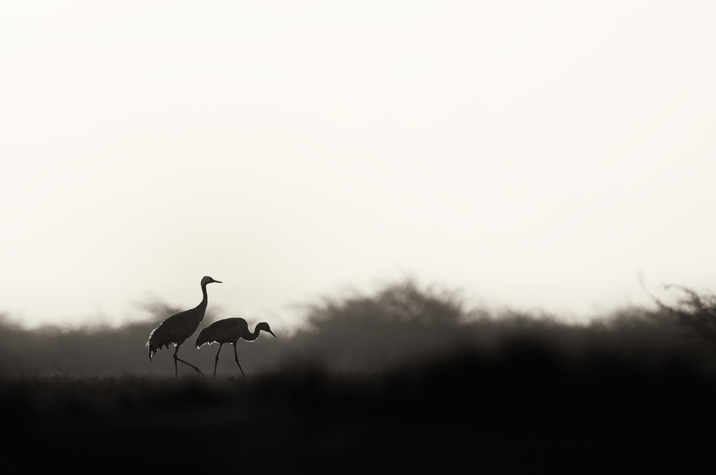 Common Cranes at Sunrise | Fine Art | Creative & Artistic Nature Photography | Copyright © 1993-2017 Ganesh H. Shankar