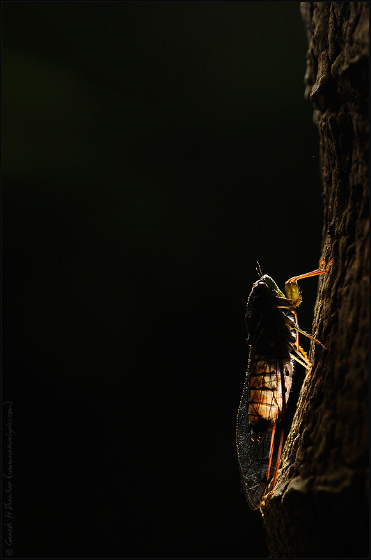 Cicada - Backlit | Fine Art | Creative & Artistic Nature Photography | Copyright © 1993-2017 Ganesh H. Shankar