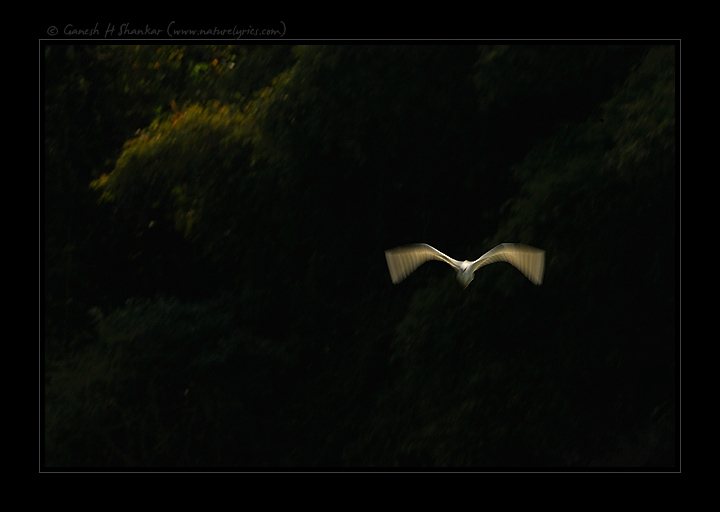 Egret in Flight | Fine Art | Creative & Artistic Nature Photography | Copyright © 1993-2017 Ganesh H. Shankar