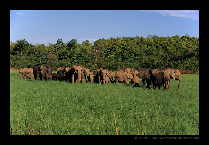 Indian Elephant Family  | Fine Art | Creative & Artistic Nature Photography | Copyright © 1993-2017 Ganesh H. Shankar