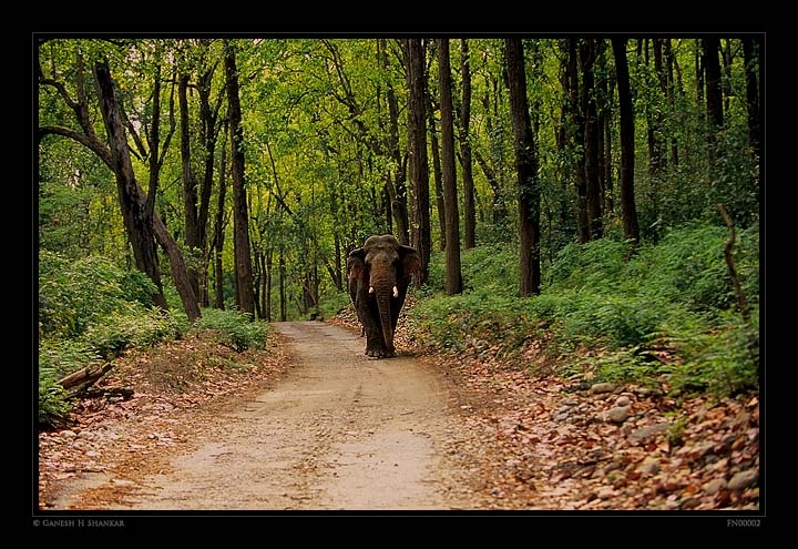 Elephants and Forest | Fine Art | Creative & Artistic Nature Photography | Copyright © 1993-2017 Ganesh H. Shankar