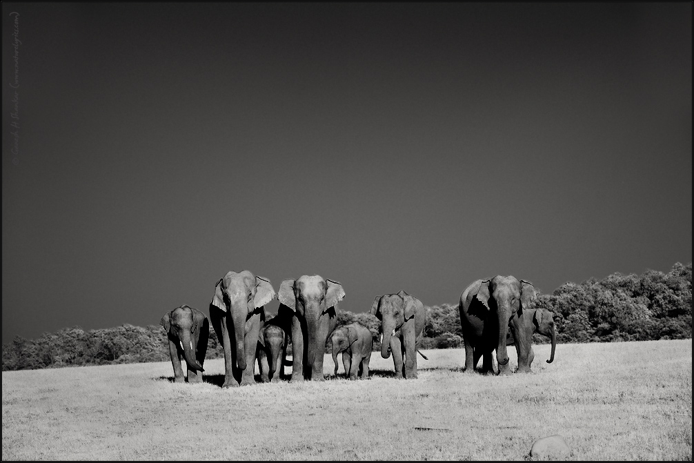 Elephants group at Corbet National Park, India | Fine Art | Creative & Artistic Nature Photography | Copyright © 1993-2017 Ganesh H. Shankar