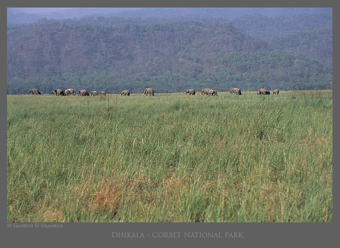 Indian Elephants in grasslands of Corbet NP  | Fine Art | Creative & Artistic Nature Photography | Copyright © 1993-2017 Ganesh H. Shankar