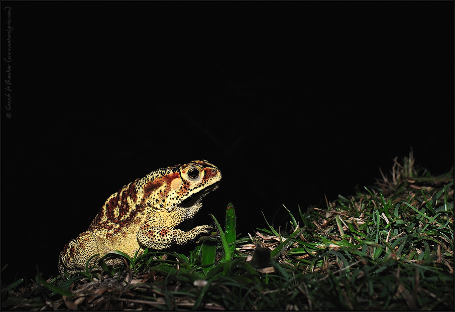 Frog at Night | Fine Art | Creative & Artistic Nature Photography | Copyright © 1993-2017 Ganesh H. Shankar