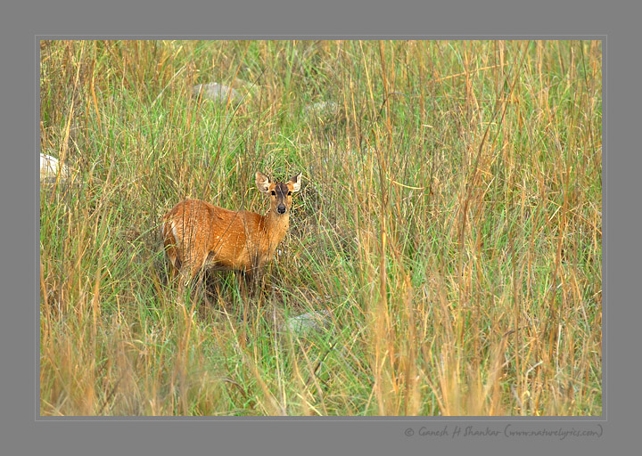 Hog Deer | Fine Art | Creative & Artistic Nature Photography | Copyright © 1993-2017 Ganesh H. Shankar