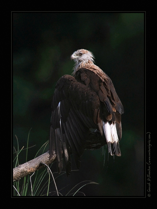 Pallas's Fish Eagle | Fine Art | Creative & Artistic Nature Photography | Copyright © 1993-2017 Ganesh H. Shankar