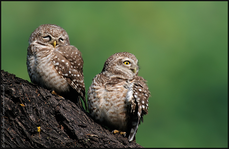 Spotted Owlets - Relaxed and Alert | Fine Art | Creative & Artistic Nature Photography | Copyright © 1993-2017 Ganesh H. Shankar
