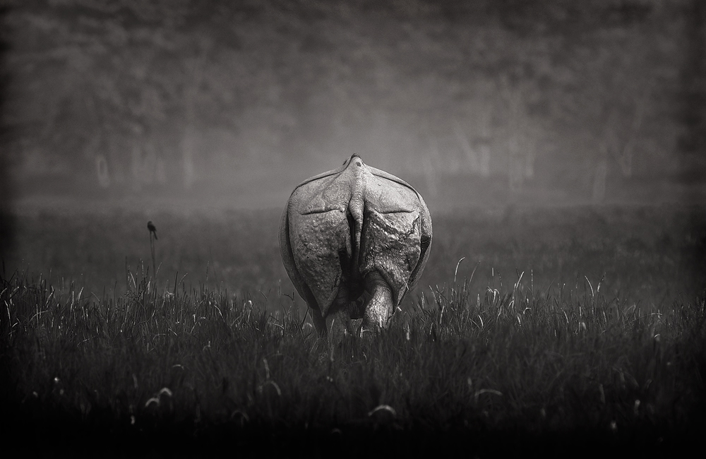  Rhino Back - A Perspective  | Fine Art | Creative & Artistic Nature Photography | Copyright © 1993-2017 Ganesh H. Shankar