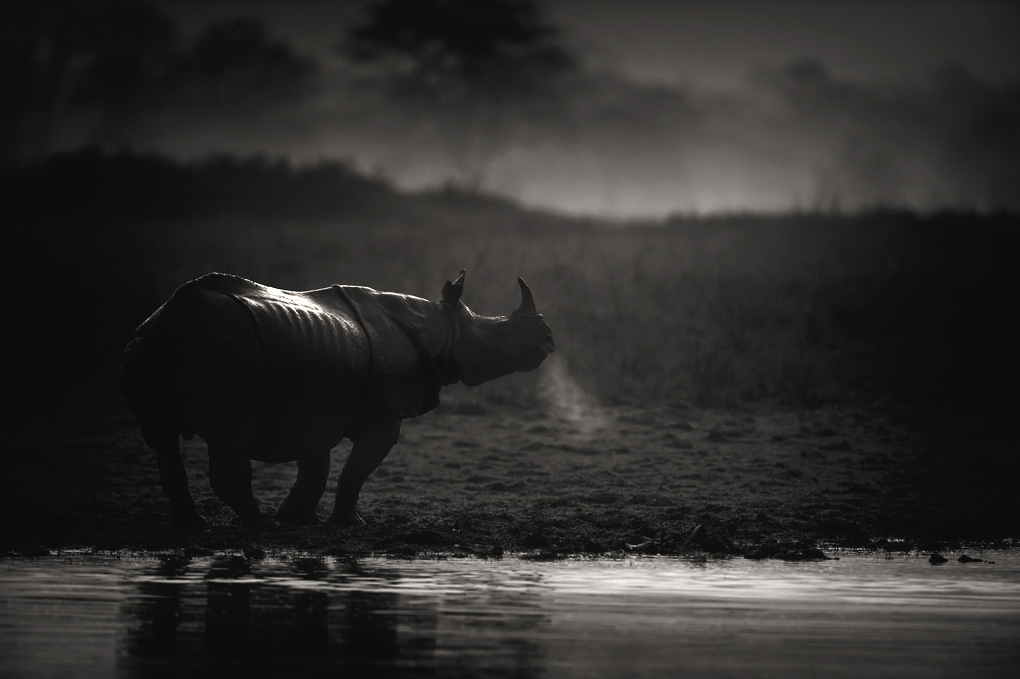  Rhino in Mist - Breath | Fine Art | Creative & Artistic Nature Photography | Copyright © 1993-2017 Ganesh H. Shankar
