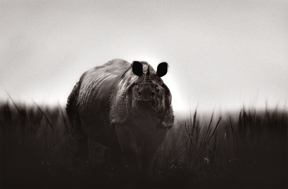  Rhino, Kaziranga National Park, India | Fine Art | Creative & Artistic Nature Photography | Copyright © 1993-2017 Ganesh H. Shankar