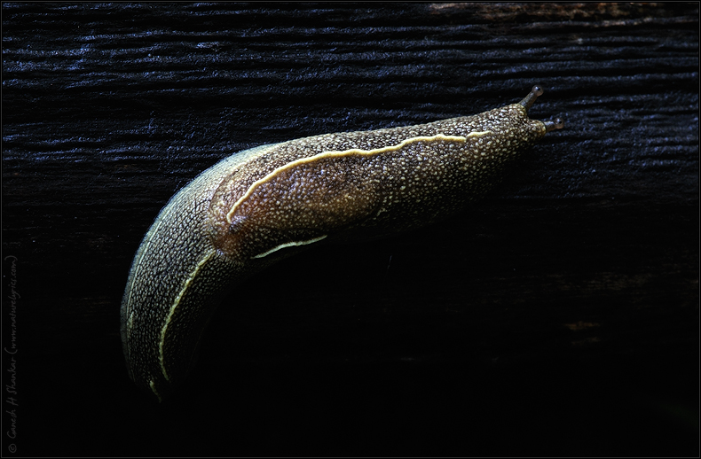 Slug | Fine Art | Creative & Artistic Nature Photography | Copyright © 1993-2017 Ganesh H. Shankar