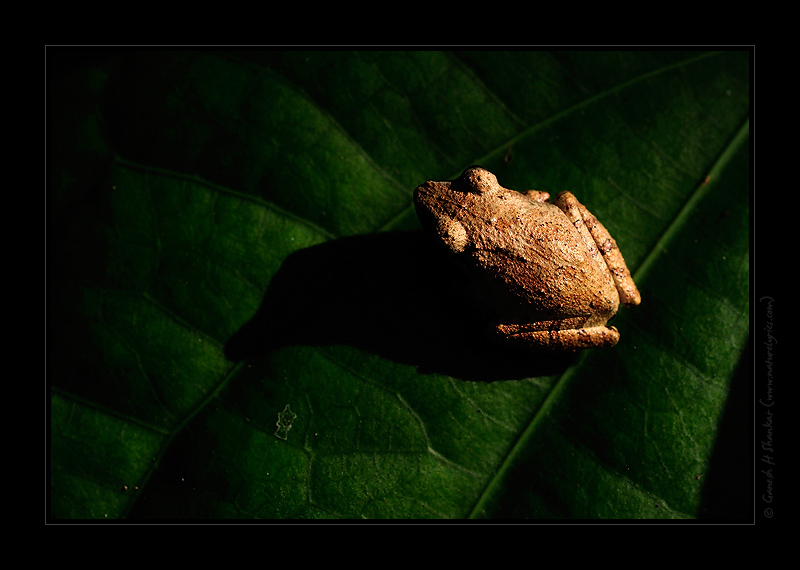  Some Tree Frog | Fine Art | Creative & Artistic Nature Photography | Copyright © 1993-2017 Ganesh H. Shankar
