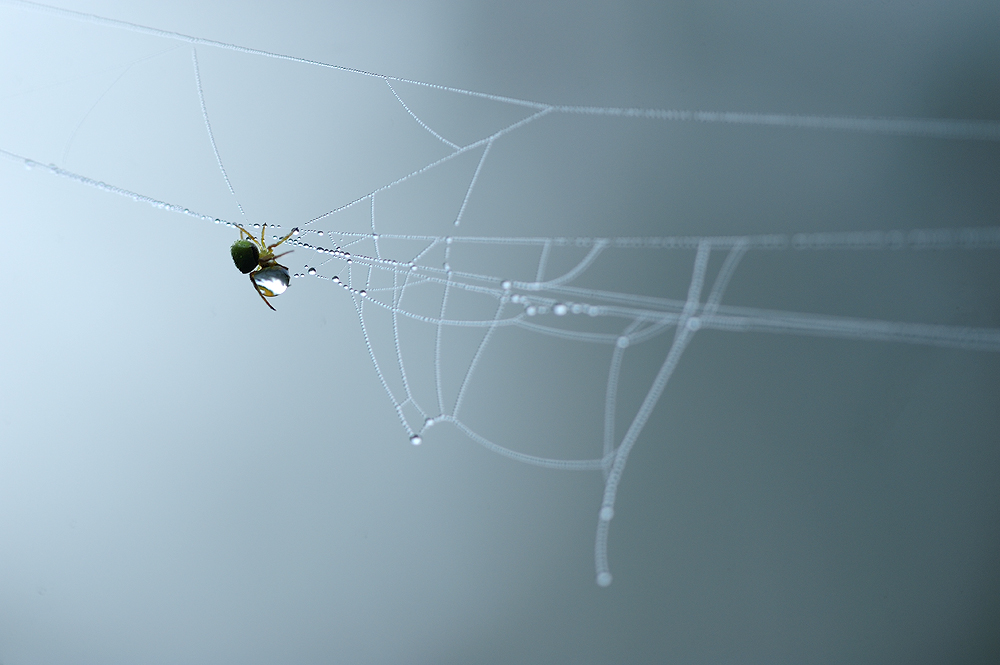 Spider on web | Fine Art | Creative & Artistic Nature Photography | Copyright © 1993-2017 Ganesh H. Shankar