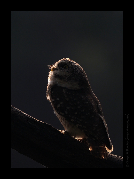 Spotted Owlet Portrait in Backlighting | Fine Art | Creative & Artistic Nature Photography | Copyright © 1993-2017 Ganesh H. Shankar