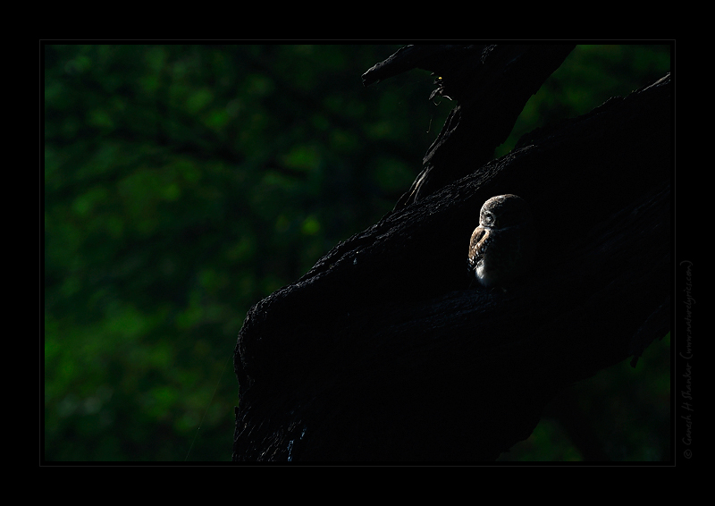 Spotted Owlet in Forest | Fine Art | Creative & Artistic Nature Photography | Copyright © 1993-2017 Ganesh H. Shankar