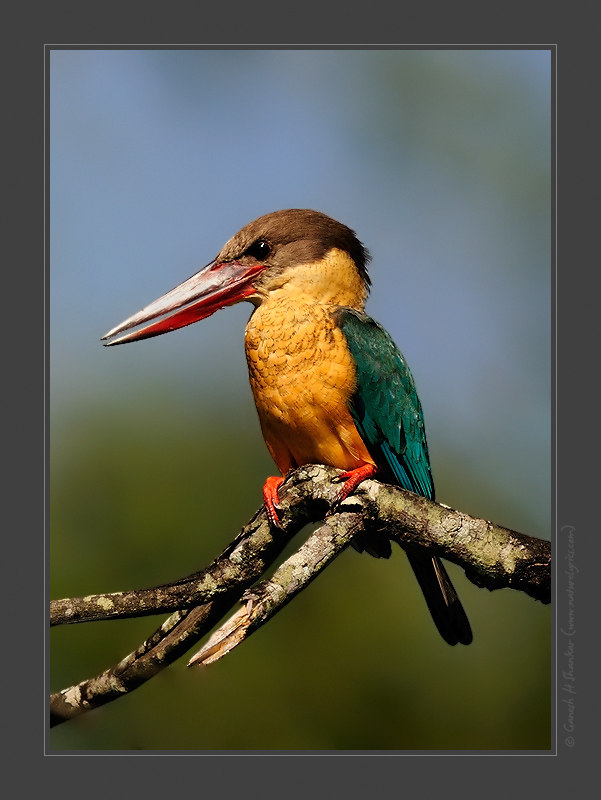 Stork Billed Kingfisher, Western Ghats, India | Fine Art | Creative & Artistic Nature Photography | Copyright © 1993-2017 Ganesh H. Shankar