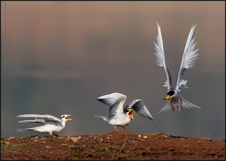 River Tern Flight - Fish Feeding  | Fine Art | Creative & Artistic Nature Photography | Copyright © 1993-2017 Ganesh H. Shankar