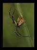 Wood Spider | macro Fine Art Nature Photography