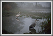 A Pond | avian Fine Art Nature Photography