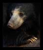 Sloth Bear - a close portrait | daroji Fine Art Nature Photography
