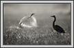  | avian Fine Art Nature Photography