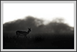 Blackbuck in evening | fauna Fine Art Nature Photography