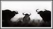 Asiatic Wild Buffaloes - Kaziranga | fauna Fine Art Nature Photography