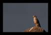 Common Kestrel, TG Halli | tg_halli Fine Art Nature Photography