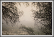 Deers in Mist | bharatpur Fine Art Nature Photography
