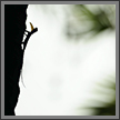 Draco dussumieri | color Fine Art Nature Photography