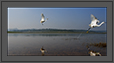 Egrets' Flight | creative_visions Fine Art Nature Photography