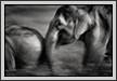 Elephants Play | corbet Fine Art Nature Photography