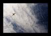 Ibis - Journey through clouds | avian Fine Art Nature Photography