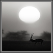 Blackbucks  at Sunset | fauna Fine Art Nature Photography
