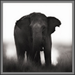 Elephant Portrait | fauna Fine Art Nature Photography