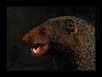 Mongoose Teeth | daroji Fine Art Nature Photography