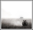  Rhino in grassland | fauna Fine Art Nature Photography