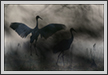 Sarus Duo | creative_visions Fine Art Nature Photography