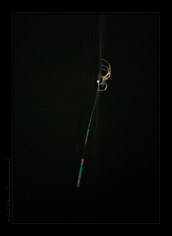 Spider Spectrum | Fine Art | Creative & Artistic Nature Photography | Copyright © 1993-2017 Ganesh H. Shankar