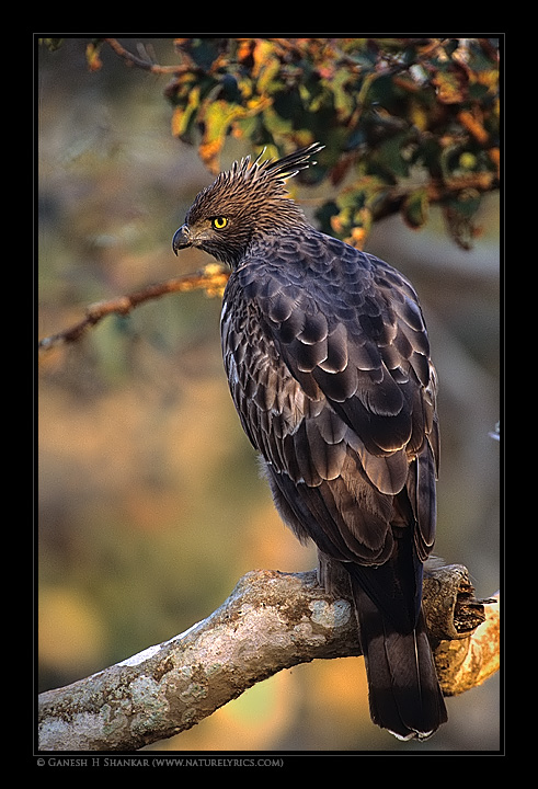 Changeable Hawk Eagle | Fine Art | Creative & Artistic Nature Photography | Copyright © 1993-2017 Ganesh H. Shankar