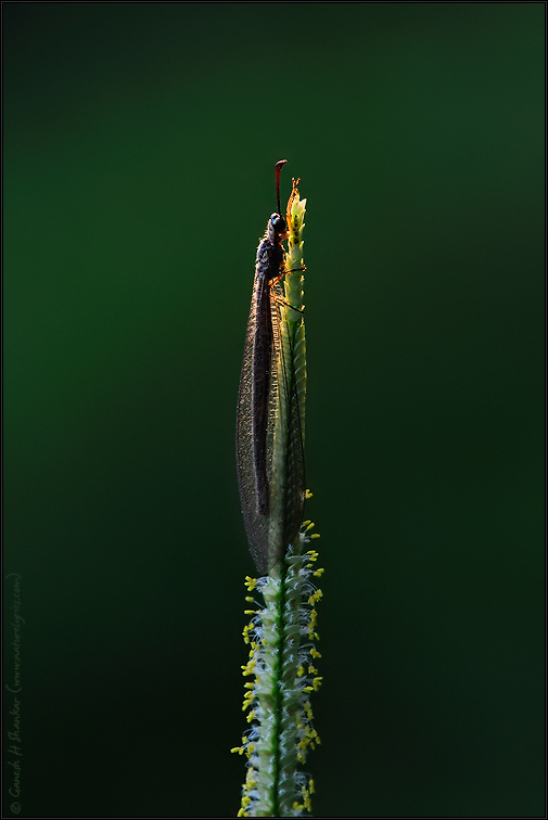 Antlion | Fine Art | Creative & Artistic Nature Photography | Copyright &copy; 1993-2017 Ganesh H. Shankar