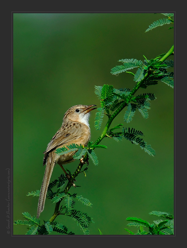 Babbler, Western Ghats | Fine Art | Creative & Artistic Nature Photography | Copyright &copy; 1993-2017 Ganesh H. Shankar