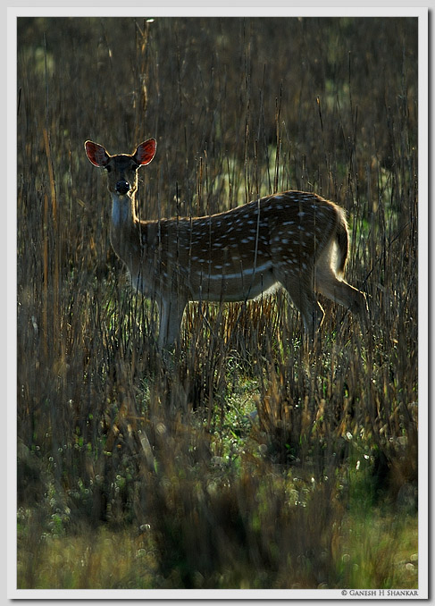 Deer Back-lit, Corbet National Park, India | Fine Art | Creative & Artistic Nature Photography | Copyright © 1993-2017 Ganesh H. Shankar